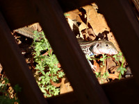DSC03863